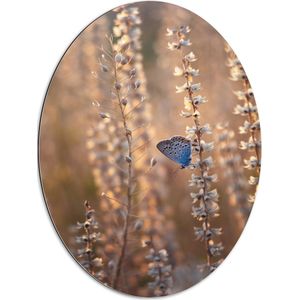 WallClassics - Dibond Ovaal - Blauwe Vlinder op Smalle Takken met Witte Bloemen - 60x80 cm Foto op Ovaal (Met Ophangsysteem)