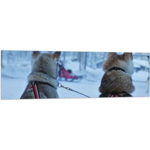 WallClassics - Vlag - Honden in de Sneeuw - 150x50 cm Foto op Polyester Vlag
