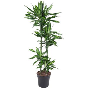 Dracaena Cintho binnen 150 cm hoog - ø27 cm| Groene uitstraling