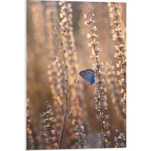 WallClassics - PVC Schuimplaat- Blauwe Vlinder op Smalle Takken met Witte Bloemen - 50x75 cm Foto op PVC Schuimplaat
