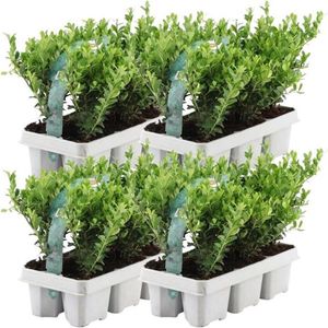 YouFlowers - 24 hulstplanten winterhard | 24 x Ø7 cm - 15 cm | Ilex crenata Jenny | haagplanten | buxus vervanger | Tuinplanten | Planten