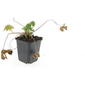 Set van 3 | Geranium macrorrhizum 'Spessart' - 0.7 liter pot