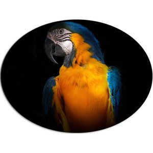WallClassics - Dibond Ovaal - Blauw Gele Ara Papegaai - 96x72 cm Foto op Ovaal (Met Ophangsysteem)