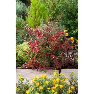 Plants Online - Tuinplanten - Heesters - Set van 1 - Berberis julianae - 2 liter pot - Plant 30-40 cm
