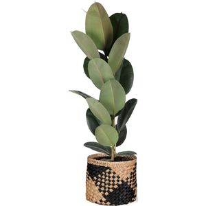 Ficus Elastica Robusta - Ø21cm - ↑ 90cm in Albury BLACK print mand