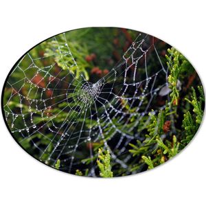 WallClassics - Dibond Ovaal - Spinnenweb in de heg - 28x21 cm Foto op Ovaal (Met Ophangsysteem)