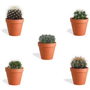 DutchLeafs Bolcactus Mix Mini Cactussen in Terracotta Bloempot - 5 Stuks - Kwekerspot 5,5 cm - Hoogte 8-15 cm - Mini Plantjes - Bolcactus Mammillaria Cactus Plant - Kamerplanten