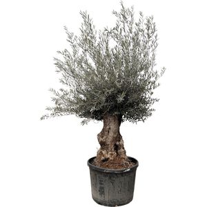 Fruitboom – Olijf boom (Olea Europaea) – Hoogte: 225 cm – van Botanicly