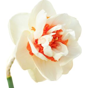 The Bulb Farmers - 40 x Narcis 'Romantic Paradise' - creme met oranje - bloembollen direct van de kweker - voorjaarsbloeier - bolmaat SP 12-14 (meest geschikte maat voor in de tuin)