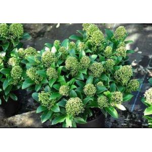 2 x Skimmia jap. 'Fragrant Cloud' - Skimmia 40- + cm in pot