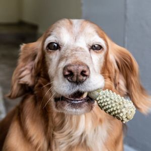 Nylabone Nutri Dent Dental Snacks - Gebitsverzorgende hondensnack om tandplak en tandsteen te verminderen - Verfrist de adem - Mini / Small / Medium / Large - Medium - 7 stuks