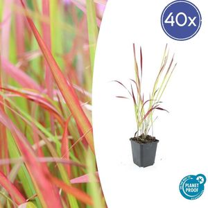 40 stuks Japans Bloedgras, Siergras, Imperata cylindrica Red Baron - 10-25cm - Ø9cm
