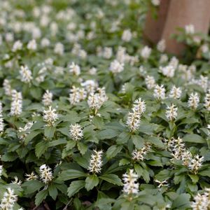 Schaduwkruid (Pachysandra terminalis) - Dikkemanskruid Green Carpet - Vaste planten - Groenblijvend - Bodembedekkers - Voorjaarsbollen