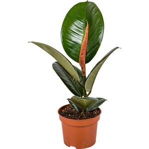 Rubberboom | Ficus 'Robusta' per stuk - Kamerplant in kwekerspot ⌀12 cm - 35 cm