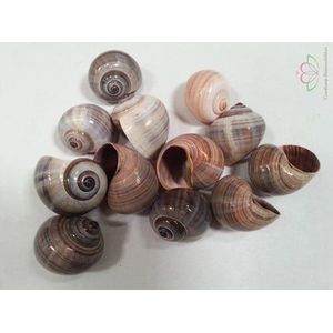 Pila Ampullacea Schelpen 4+ cm 12 stuks