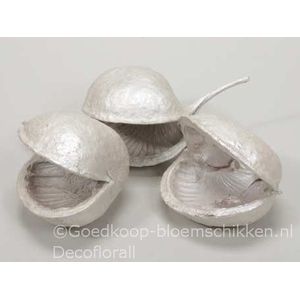 Budha nuts 8 stuks White Pearl Budha nuts 8 stuks