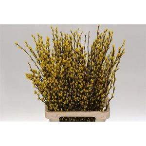 Katwilg wilgenkatjes GEKLEURDE katjeswilg Geel Salix bundel +/- 10st Salix Kleurbehandeld