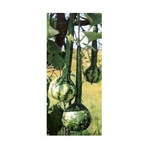 Dipper Short handled Mottled - 50 zaden Dipper Short handled Mott