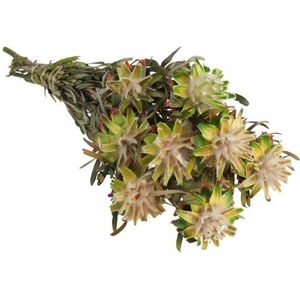 Plumosum Female 150 gram