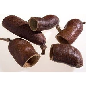 Jequitiba natural ca. 8 cm 50 st