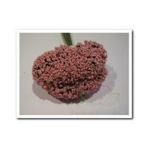 Fieldberries Rose/ doos voor bloemschikken Fieldberries Ro