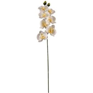 Panda Orchidee Spray Creme Zijden