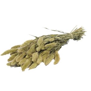 Setaria Siergras bundel Naturel Green Trosgierst