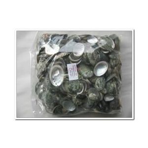 Haliotis Pulcherrima kilo Schelpjes