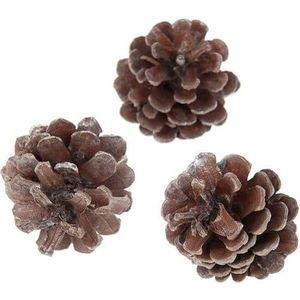 Oostenrijker dennenappel Pinus Nigra Antique zilverwash 6 stuks