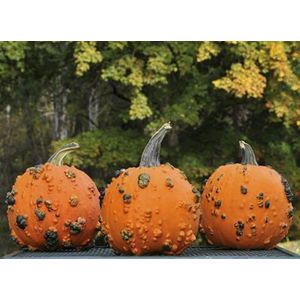Baby Bumps Halloweenpompoen Mini