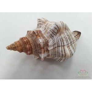 Fasciolara Trapezium Schelpen 13 cm 5 stuks