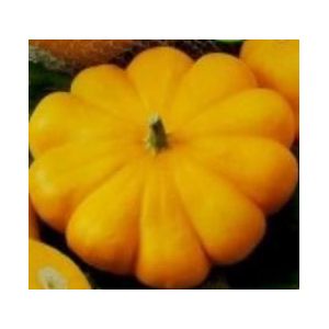 Patisson Orange - basiseenheid Patisson Orange