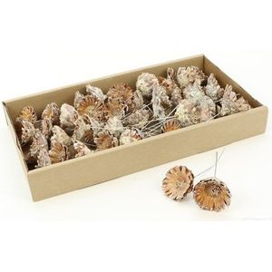 Protea compacta op draad droogbloem Rose doos 55 stuks