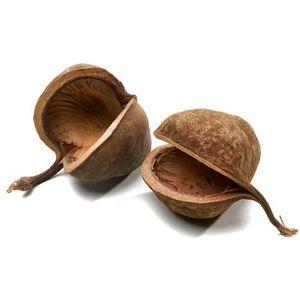 Buddha nuts ±8cm Naturel 6st. Noten
