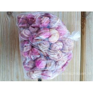 Landsnail small Fuchsia wash 250 gram GEBOORD geboord, fuchsia washed, 250 gram