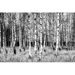 Papermoon Fototapete "Birkenwald Schwarz & Weiß"