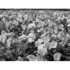 Papermoon Fototapete "Blumen Schwarz & Weiß"
