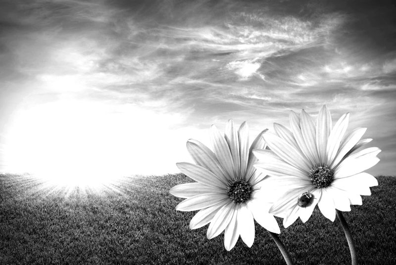Papermoon Fototapete "Blumen Schwarz & Weiß"