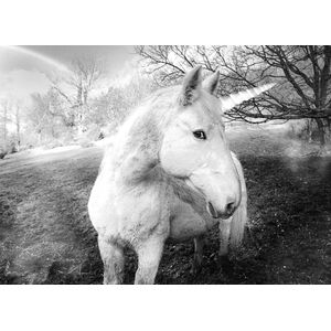 Papermoon Fototapete "Einhorn Schwarz & Weiß"
