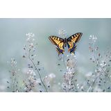 Papermoon Fototapete "Photo-Art PETAR SABOL, SWALLOWTAIL BEAUTY"