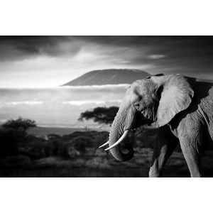 Papermoon Fototapete "Elefant mit Landschaft Schwarz Weiß"