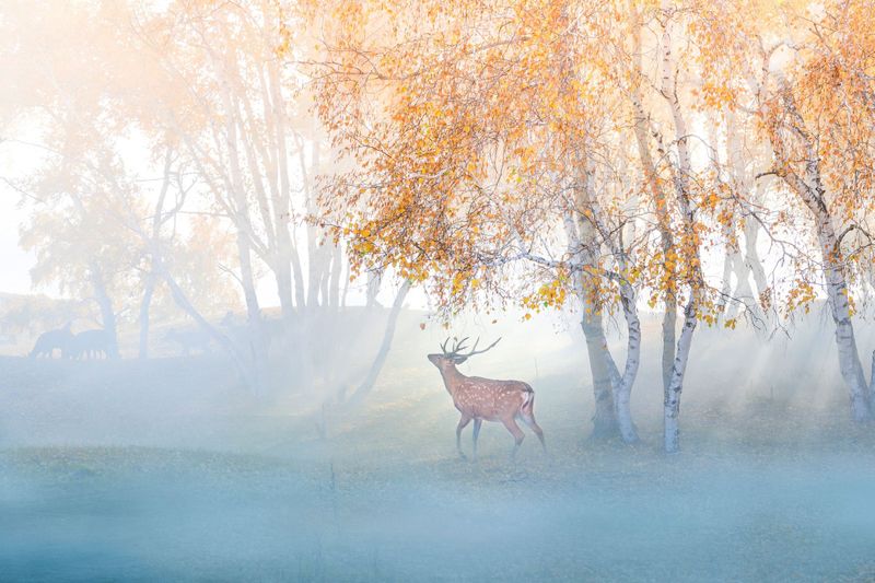 Papermoon Fototapete "Photo-Art SIMOON, ELCH IN NEBEL VERLOREN"