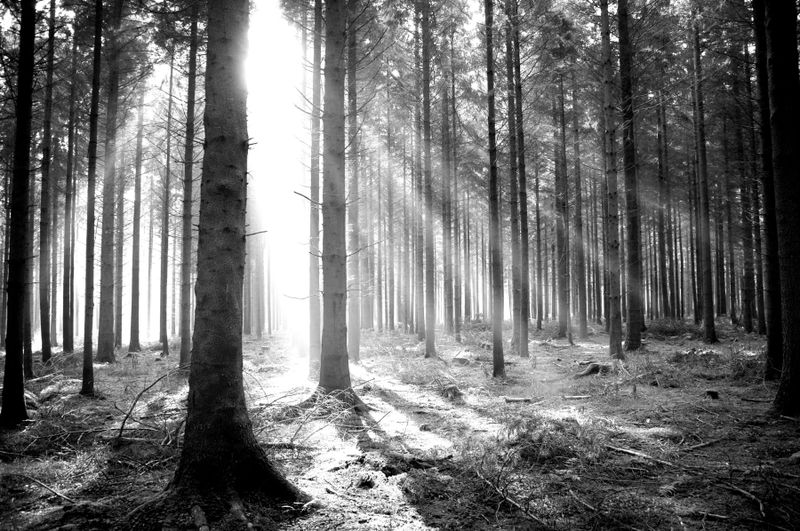 Papermoon Fototapete "Wald Schwarz & Weiß"