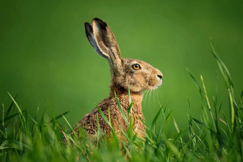 Papermoon Fototapete "hase in wiese"