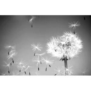 Papermoon Fototapete "Pusteblume Schwarz & Weiß"