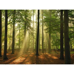 Papermoon Fototapete "Forest in the Morning"
