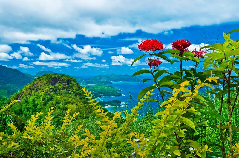 Papermoon Fototapete "INSEL-SEYCHELLEN BLUMEN KÜSTE GEBIRGE MEER PANORAMA"