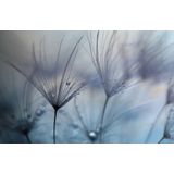 Papermoon Fototapete "Photo-Art MATHIEU IRTHUM, TEARDROPS"