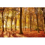 Papermoon Fototapete "Herbstwald"