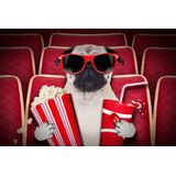 Papermoon Fototapete "Hund im Kino"
